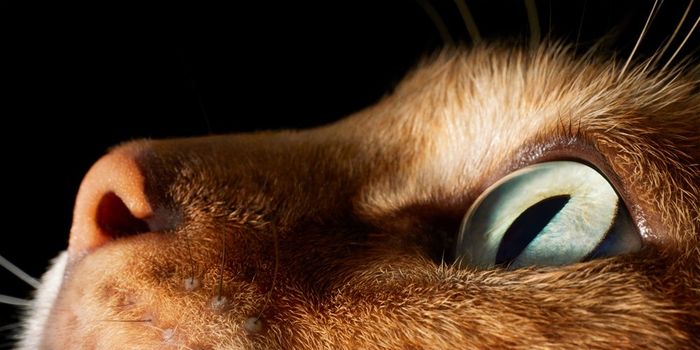 Feline : Photographs