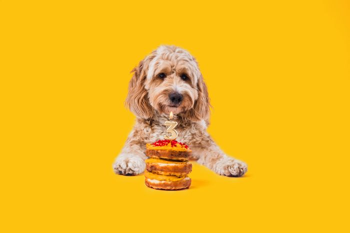 Dog Cake Mix