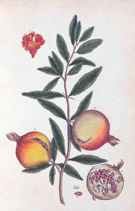 100 Flowers
