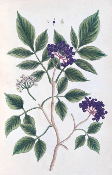 100 Flowers