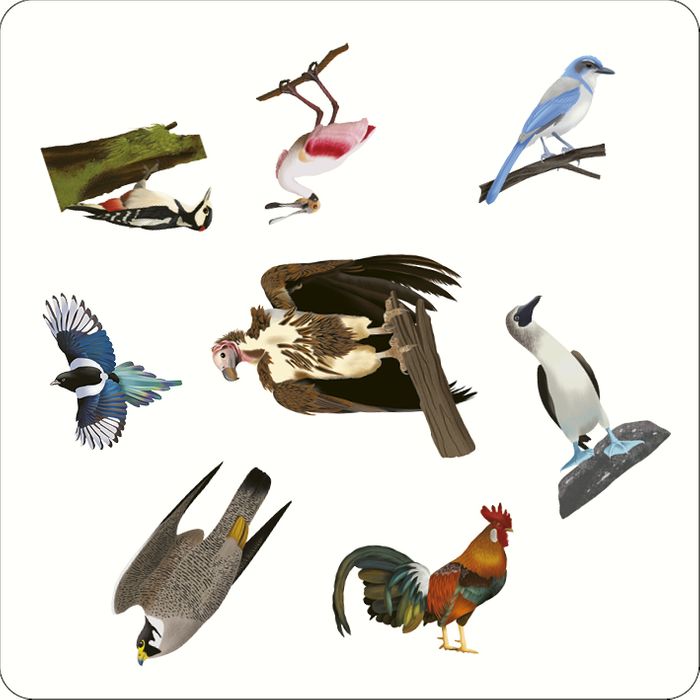 Bird Spotter