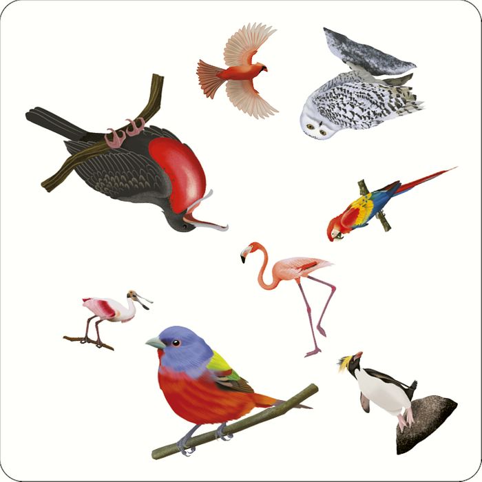 Bird Spotter