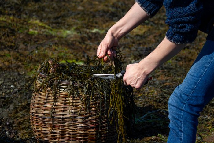 Seaweed Body Scrub