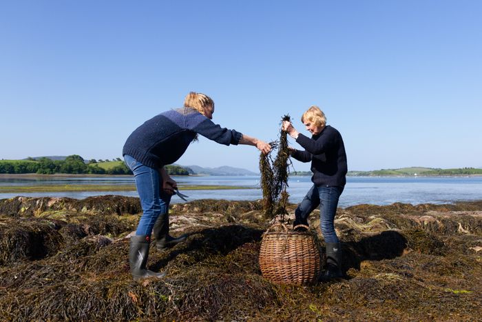 Seaweed Body Scrub
