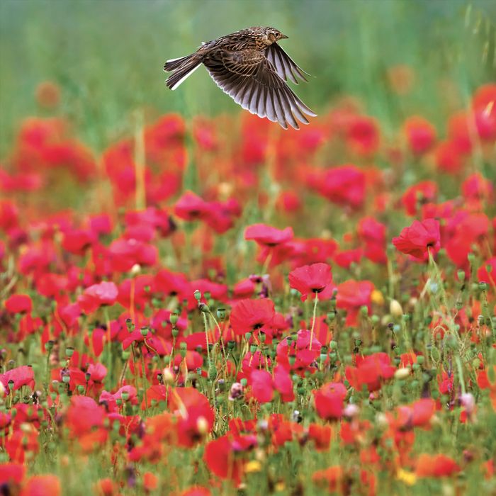 The Wildlife Trusts