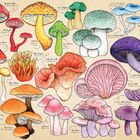 Mushroom Mania Puzzle Tube