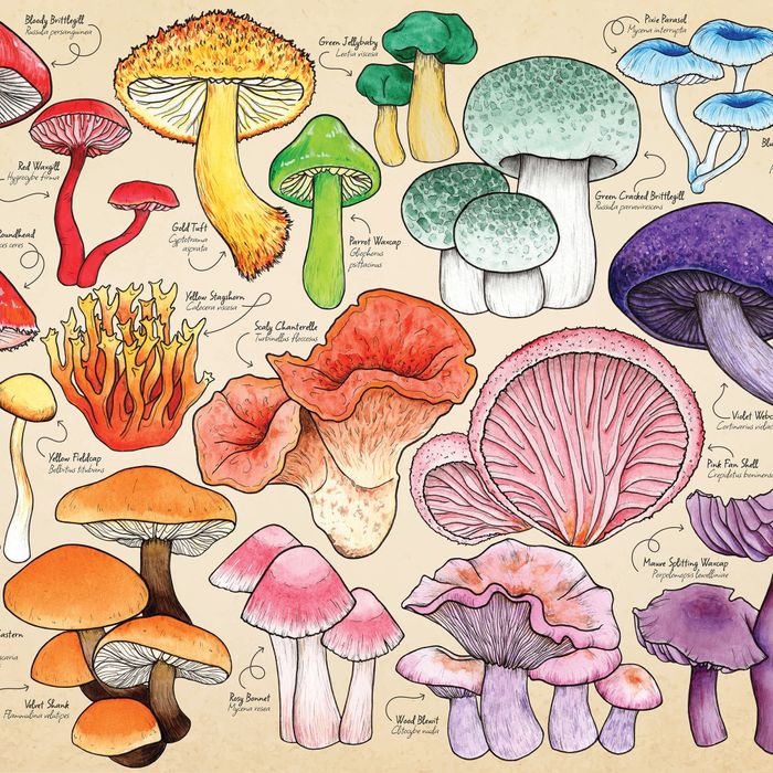 Mushroom Mania Puzzle Tube