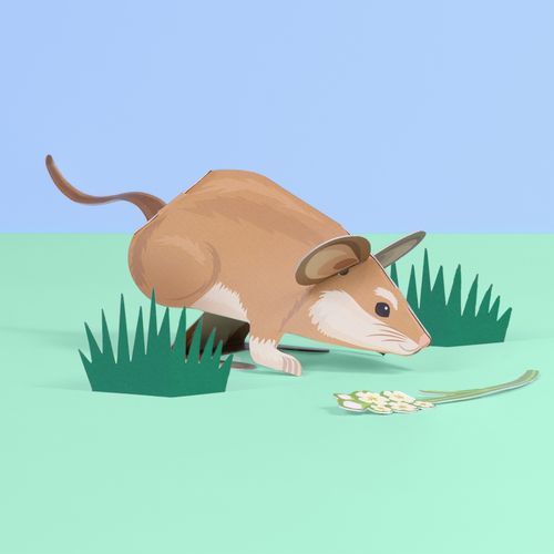 Create Your Own Adorable Dormouse