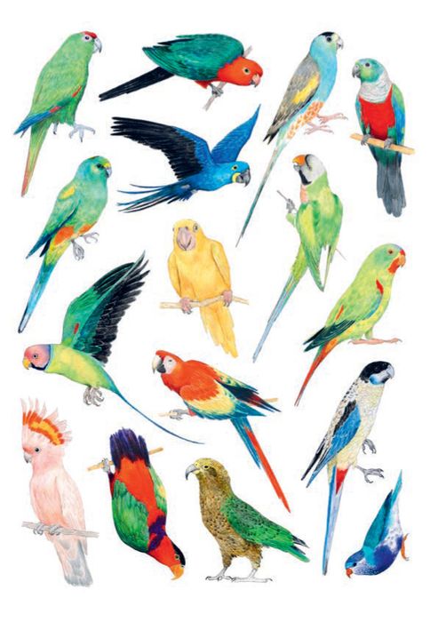 Bird Box: 100 Postcards by 10 Artists