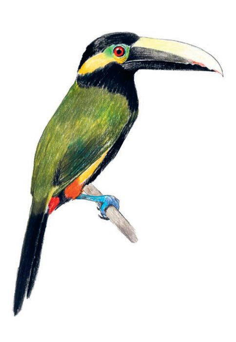 Bird Box: 100 Postcards by 10 Artists