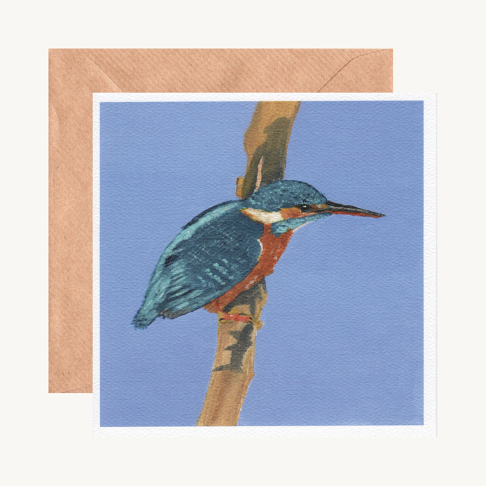 Collection of Fine Art Greeting Cards Featuring Vibrant Birdlife