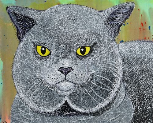 Greetings Card: British Blue Cat