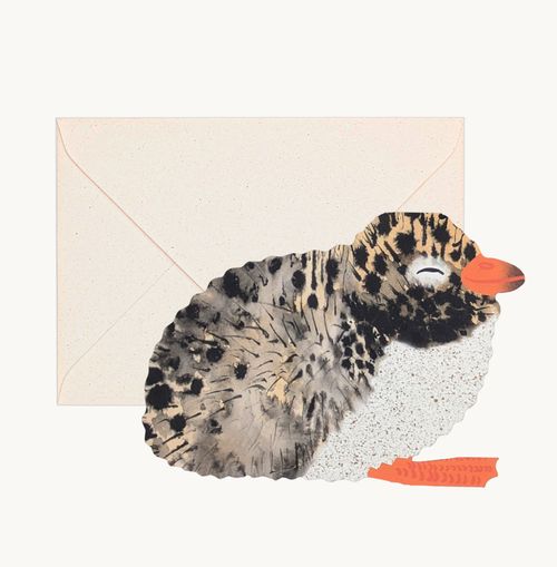 Arctic Tern Chick