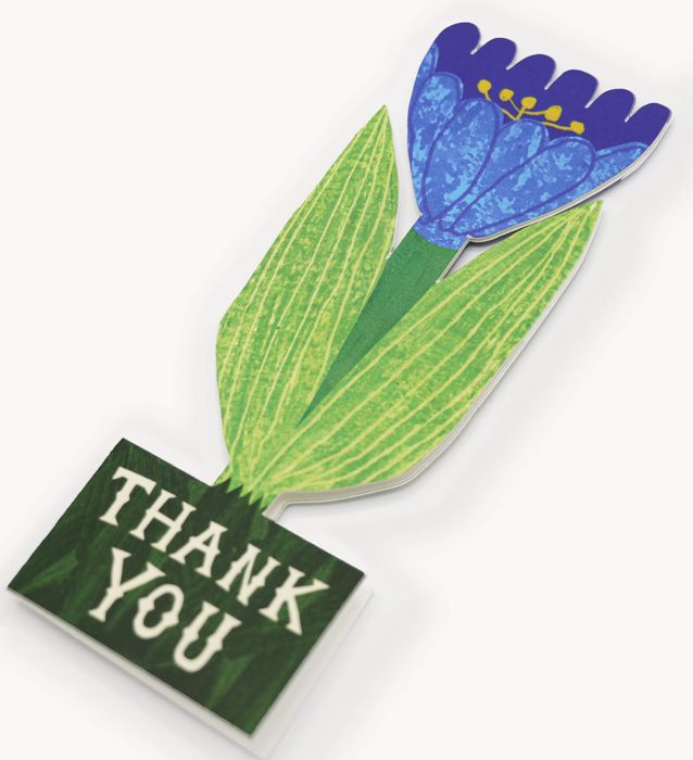 Thank You Tulip