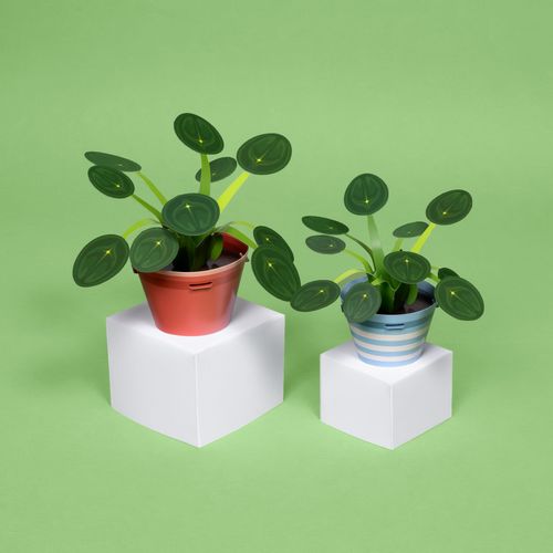 Make Your Own Prosperous Money Plant