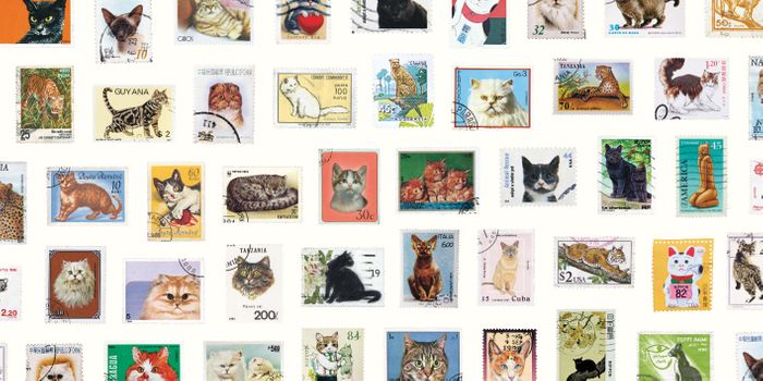 Where to Cheat on Your Cat: The Cat Lover’s Travel Guide (Hardback)