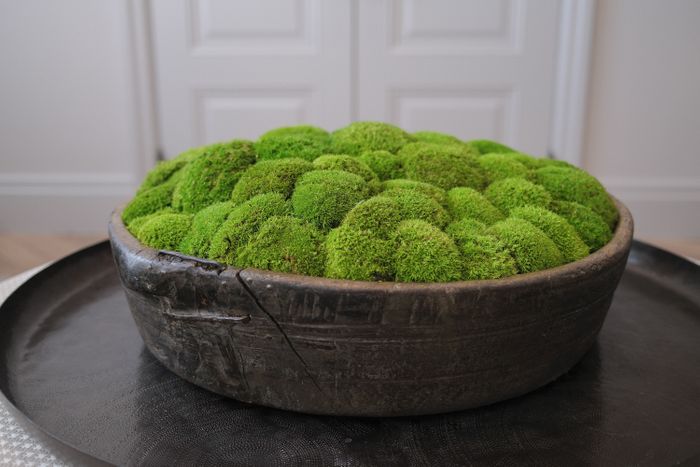 Moss bowl