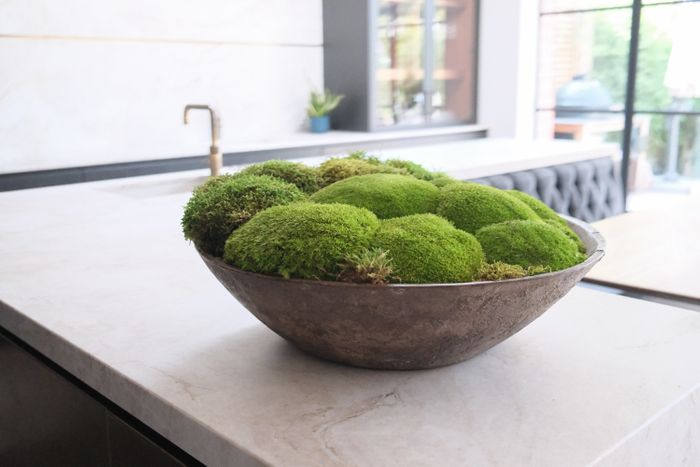 Moss bowl