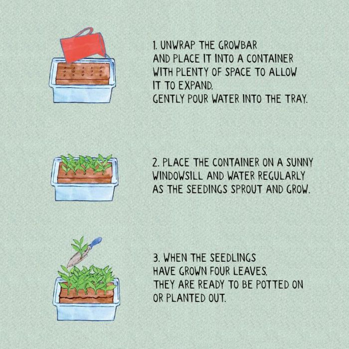 The Brontë Flowers Growbar