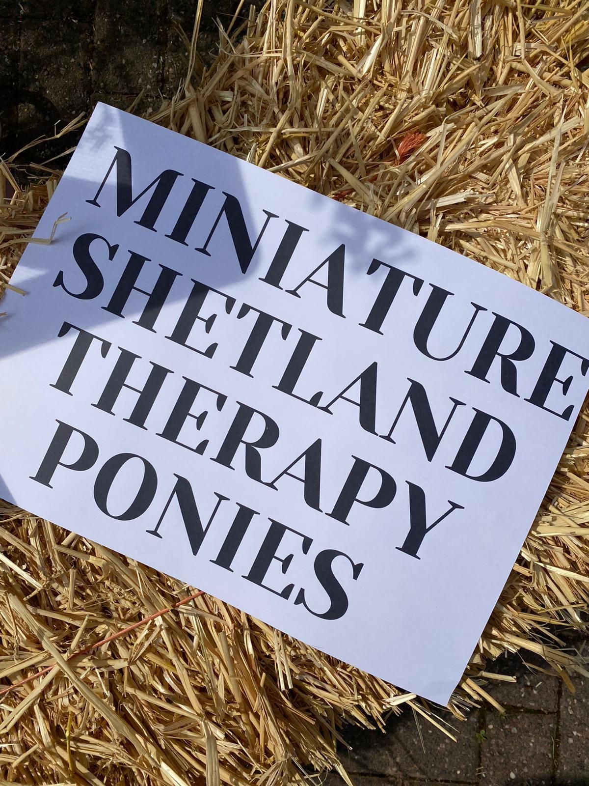 Miniature Shetland therapy ponies LTD