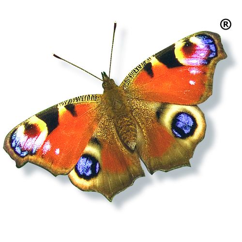 Butterflies Healthcare