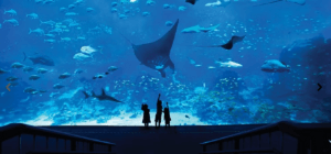 S.E.A Aquarium