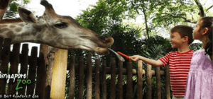 Singapore Zoo