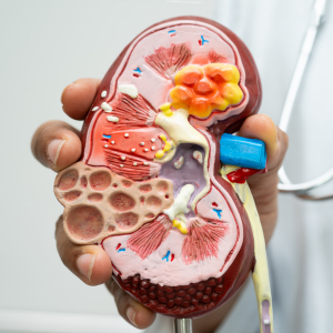 LASP1 mediates ADAM17 upregulation in high glucose to promote fibrosis in diabetic kidneys