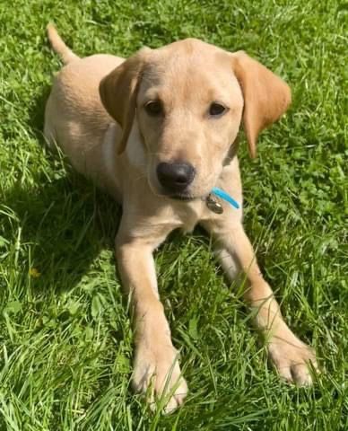 Grants for diabetic alert dogs clearance