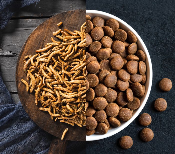 Des insectes dans la gamelle ? Une solution évidente aux intolérances et allergies alimentaires !