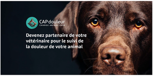 CAPdouleur Révolutionne le Suivi de l'Animal Douloureux par son Application Connectée