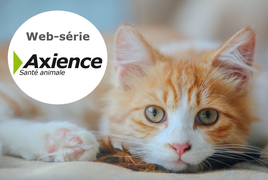Axience propose une web-série technico-réglementaire