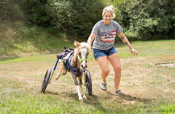 Disabled Mini Horse TROTS in New Wheelchair! Rescued, Running, & on the Road to Recovery!