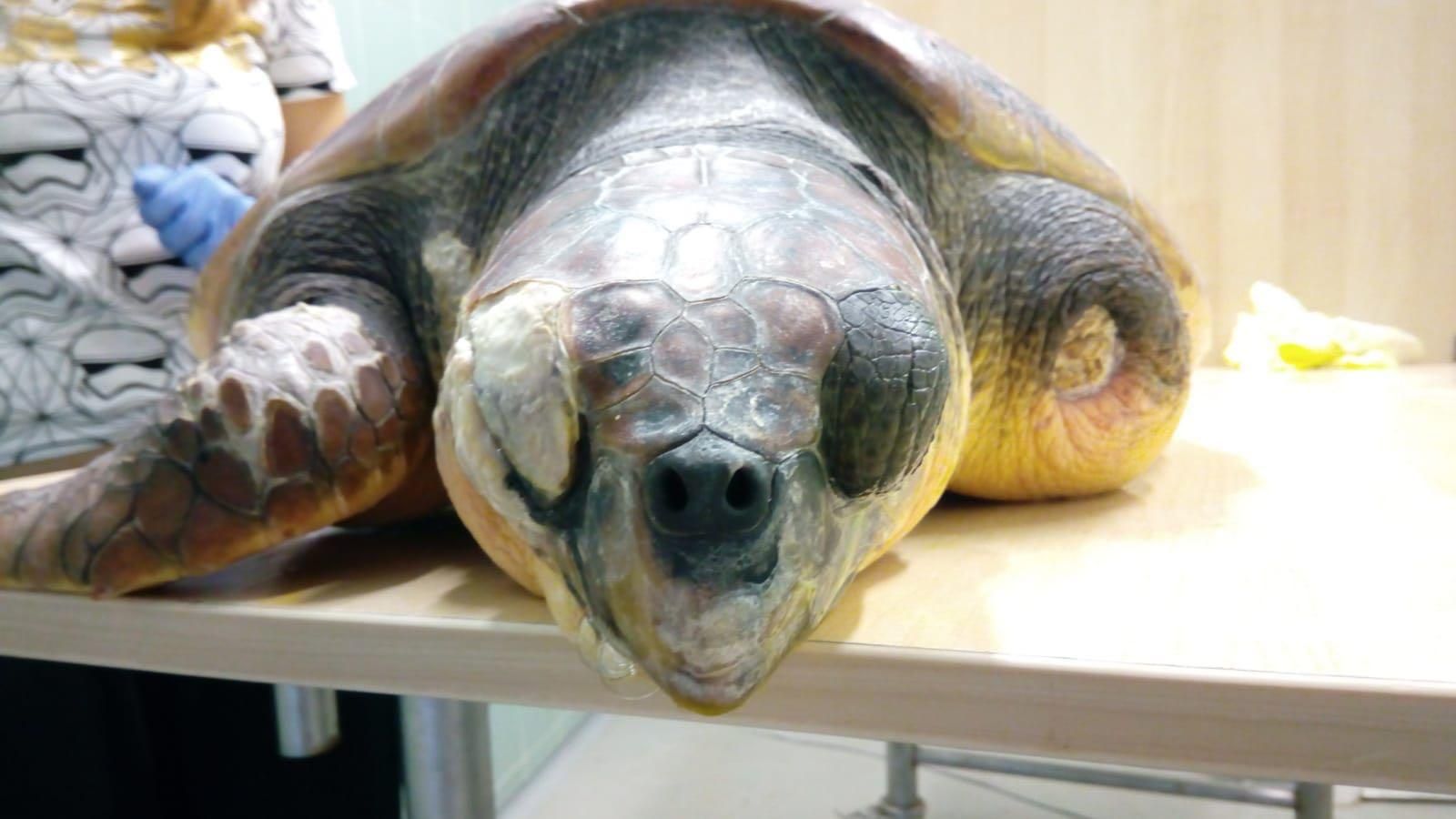 Wildlife Vets Help Save Turtles