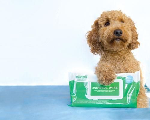 Infection Prevention and Control in Veterinary
