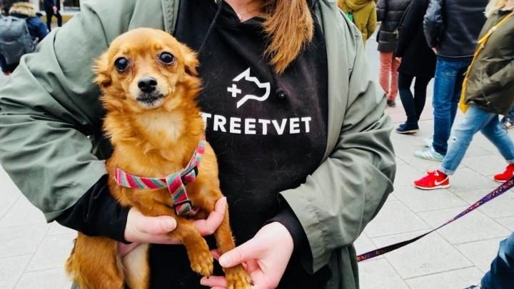 StreetVet: The Crisis and The Cure