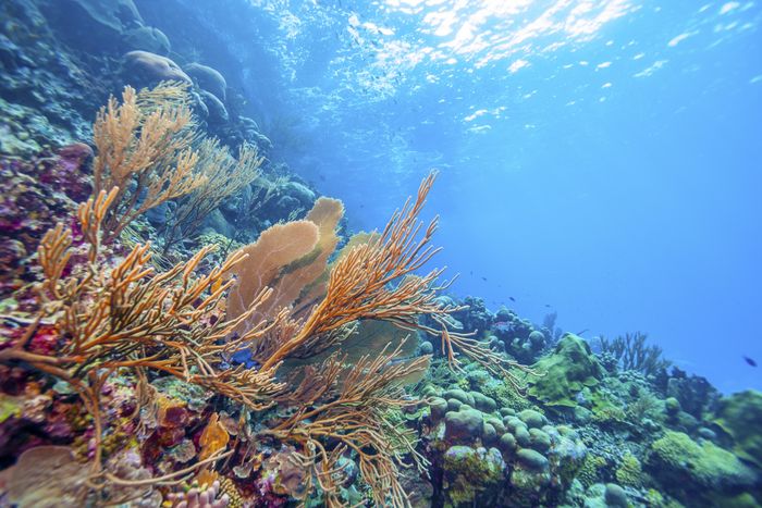 Water quality monitoring stations for coral reefs of Bonaire