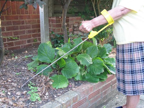 Gardening with Disabilities