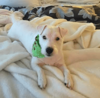 Gabby the blind pup