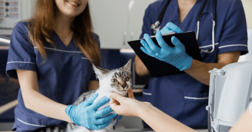 The Life of a Mobile Veterinary Neurology Consultant