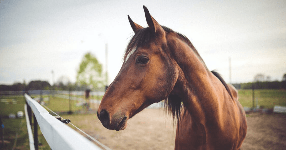 Understanding The Gaited Horse