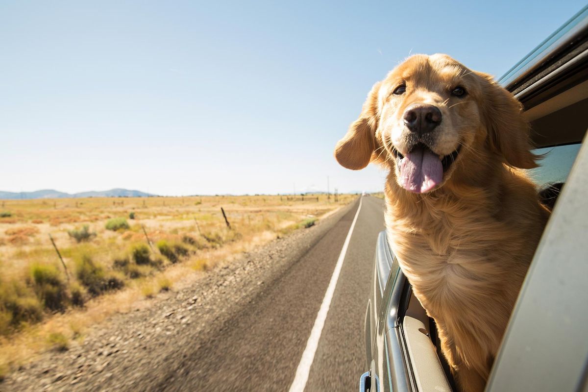 “Lucky Dog”: The Story of Scout and His Super Bowl Win for Vets