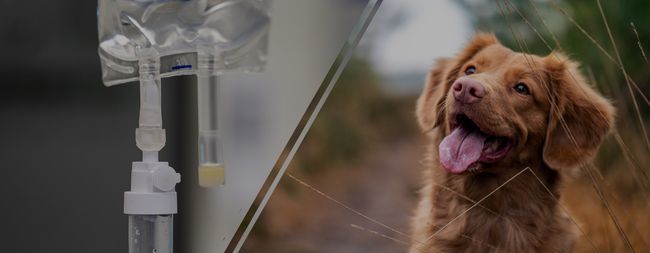 Sourcing and developing products that meet the demanding needs of our veterinary patients