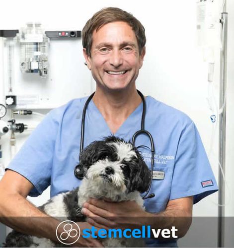 Quick Facts about Stem Cell Vet: UK’s only stand alone stem cell clinic