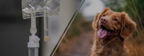 Sourcing and developing products that meet the demanding needs of our veterinary patients