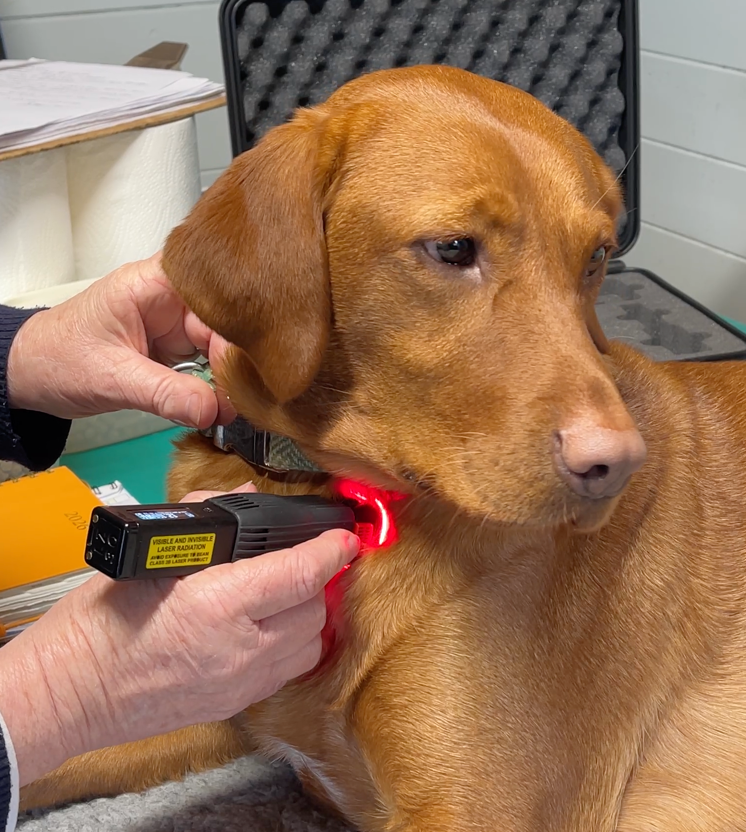 Dog treatment