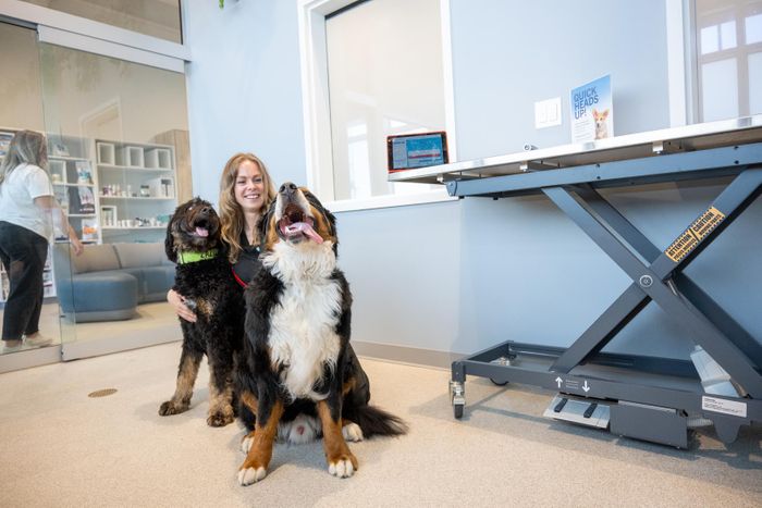 CoVet to Lead BVA Live Discussion on How AI Can Help Veterinary Practices Navigate the New CMA Landscape