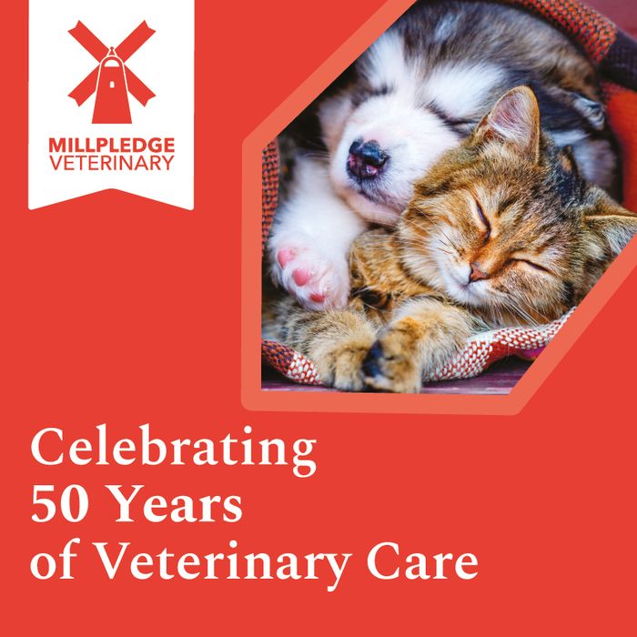 Millpledge Celebrates 50 Years of Veterinary Care
