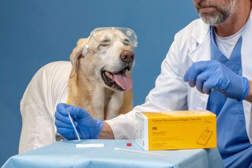 KVP Launches UK Practice Programme — A Year-Round Rewards Initiative for Veterinary Clinics