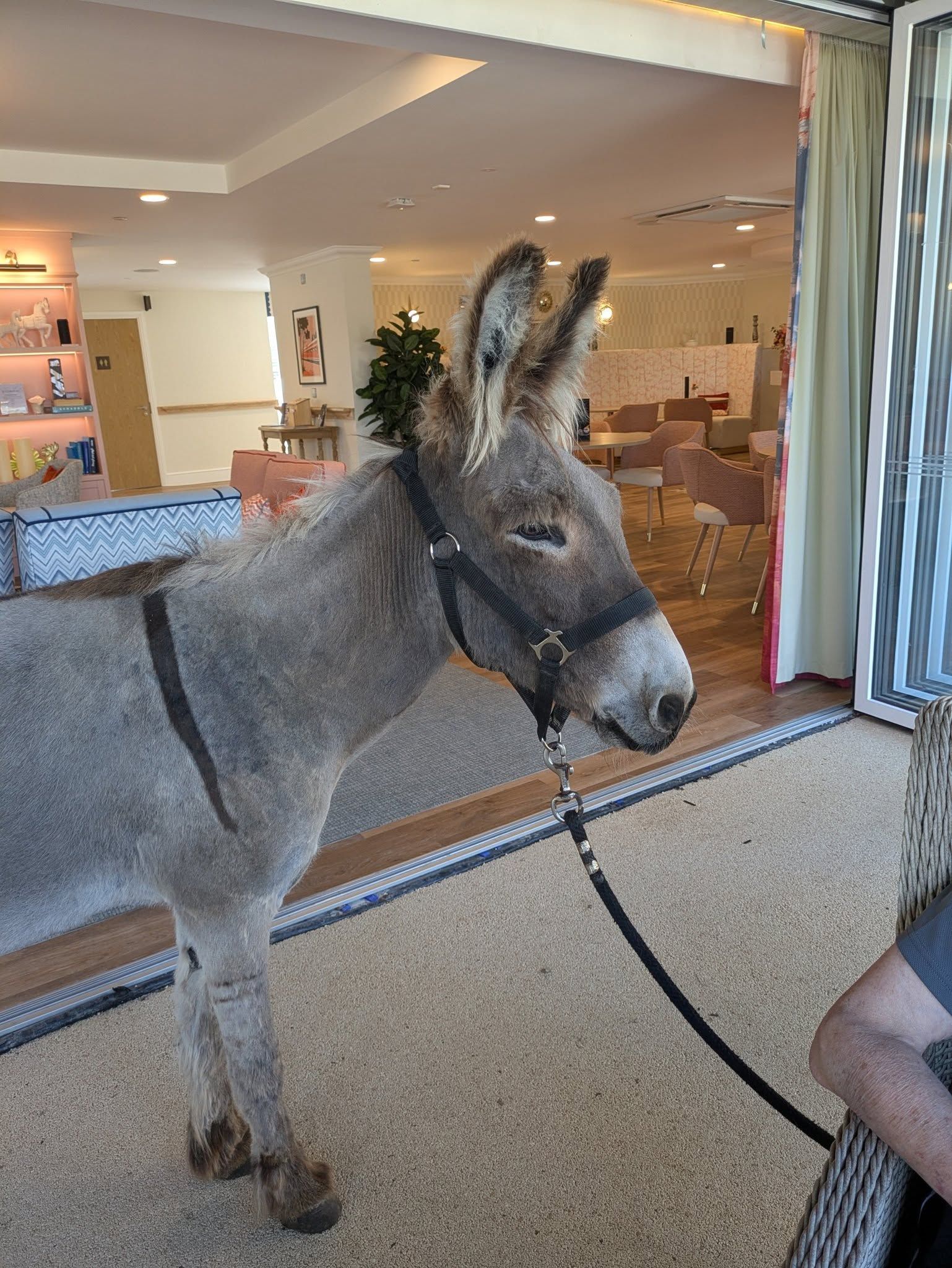 Donkey visit